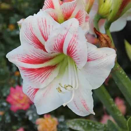 Apartament Andrijana