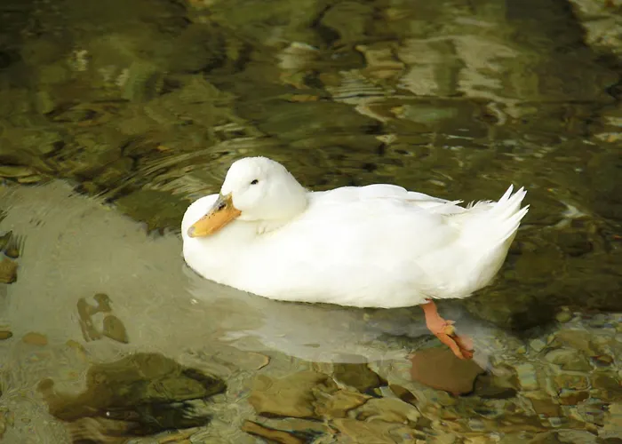 公寓 Andrijana 米利尼